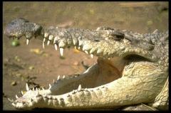 Crocodile 471006.jpg