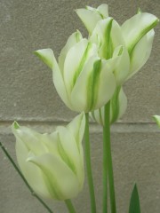 tulipes 3.JPG