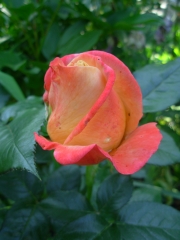 rose 2.JPG