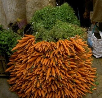 Carrottes_botte-2.jpg