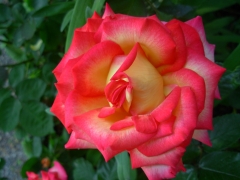 rose 1.JPG