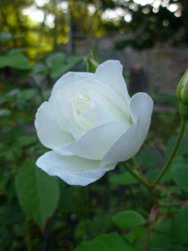 rose blanche.JPG