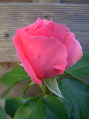 rose 3.JPG