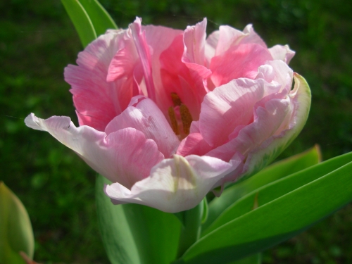 tulipes 2.JPG