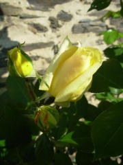 rose 5.JPG