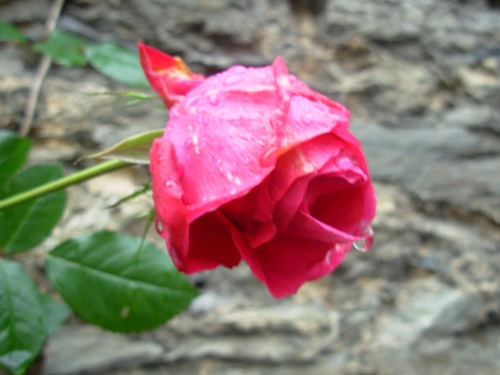 rose.JPG