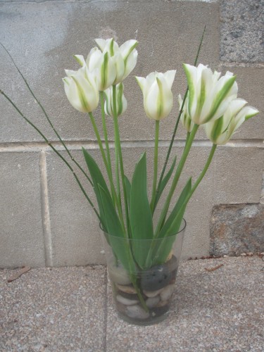 tulipes 2.JPG