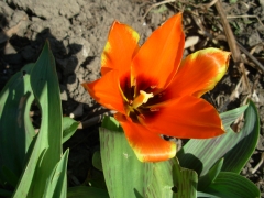 tulipe.JPG