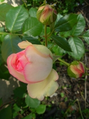 rose 4.JPG