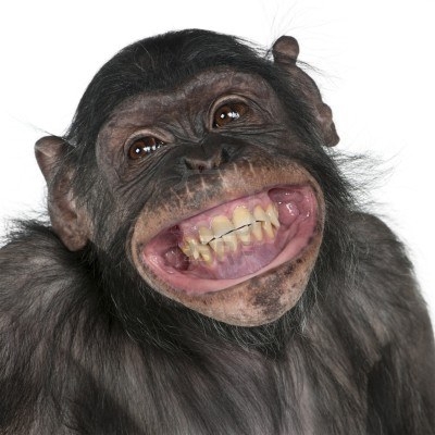 8650613-gros-plan-du-singe-de-races-mixtes-entre-les-chimpanzes-et-les-bonobos-souriant-8-ans.jpg
