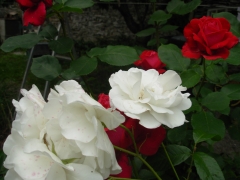 roses 4.JPG