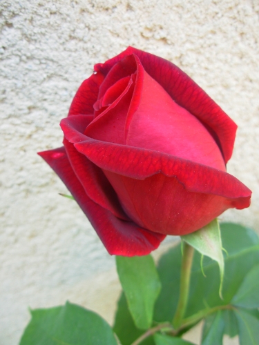 rose rouge.JPG