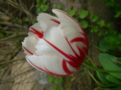 tulipes.JPG